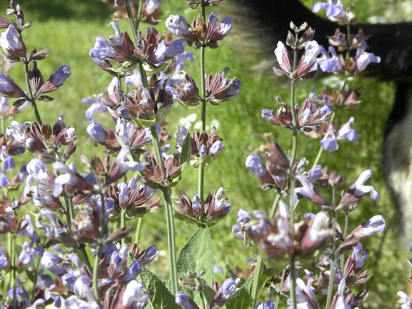 Sage Broadleaf Herb Seeds