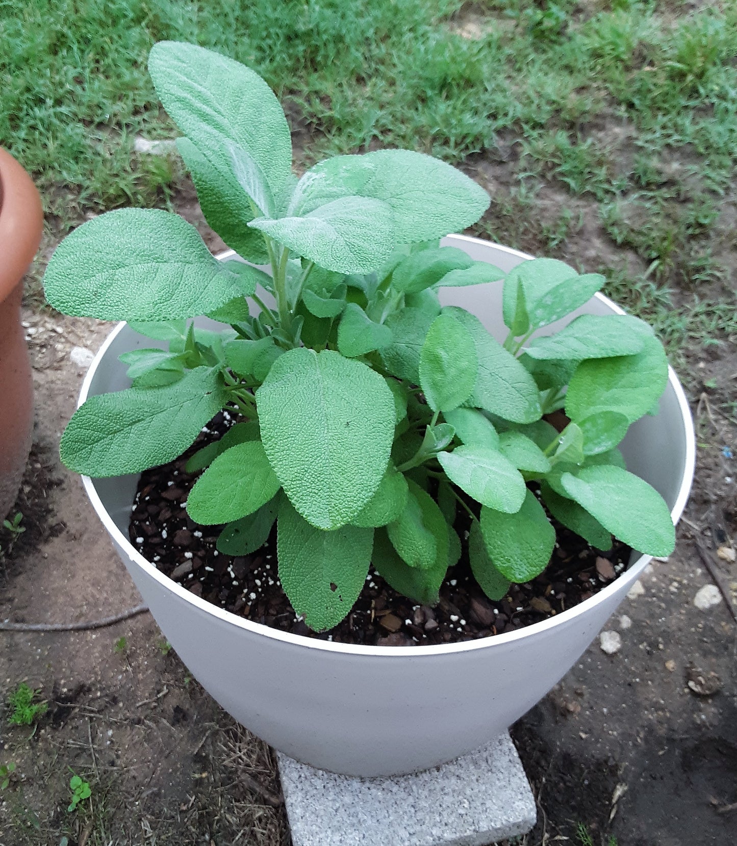 Sage Broadleaf Herb Seeds