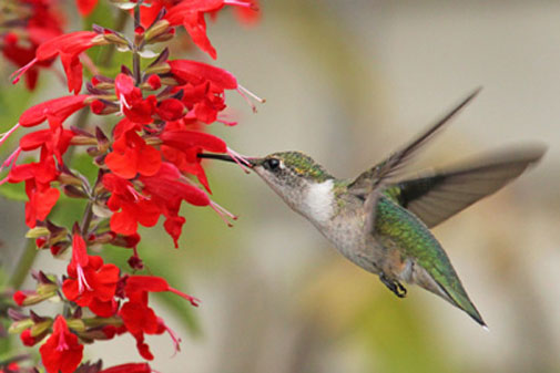 Salvia Scarlet Sage Seeds