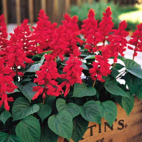 Salvia Scarlet Sage Seeds