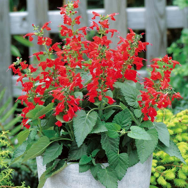 Salvia Scarlet Sage Seeds