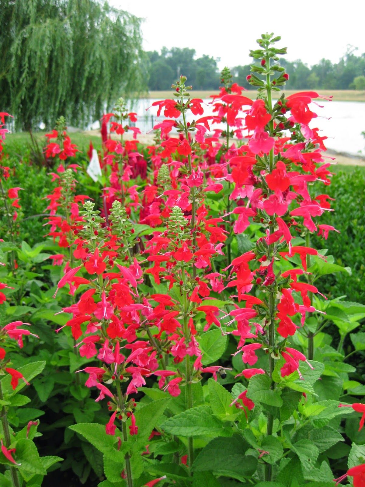 Salvia Scarlet Sage Seeds