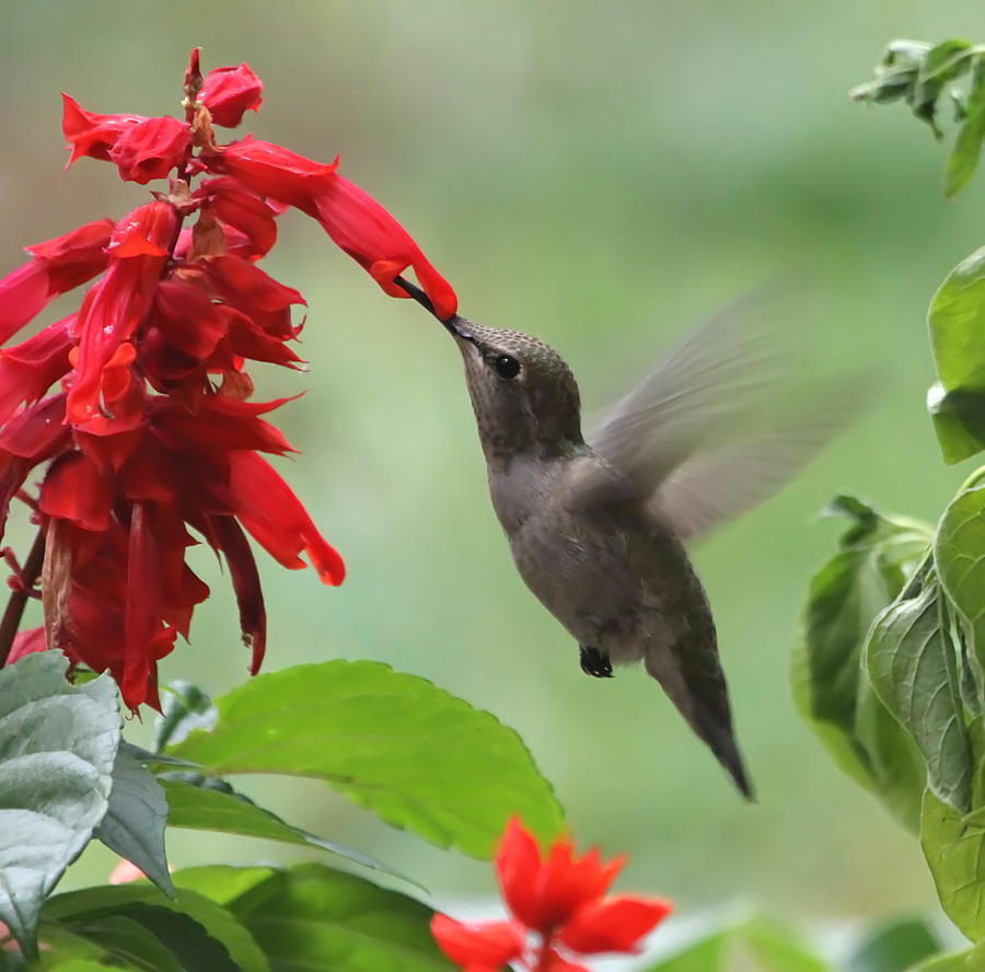 Salvia Scarlet Sage Seeds