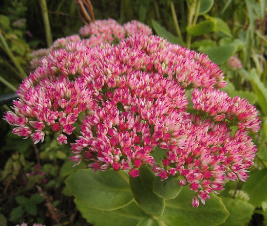 Sedum Emperors Wave Seeds