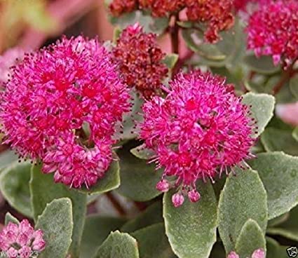 Sedum Emperors Wave Seeds