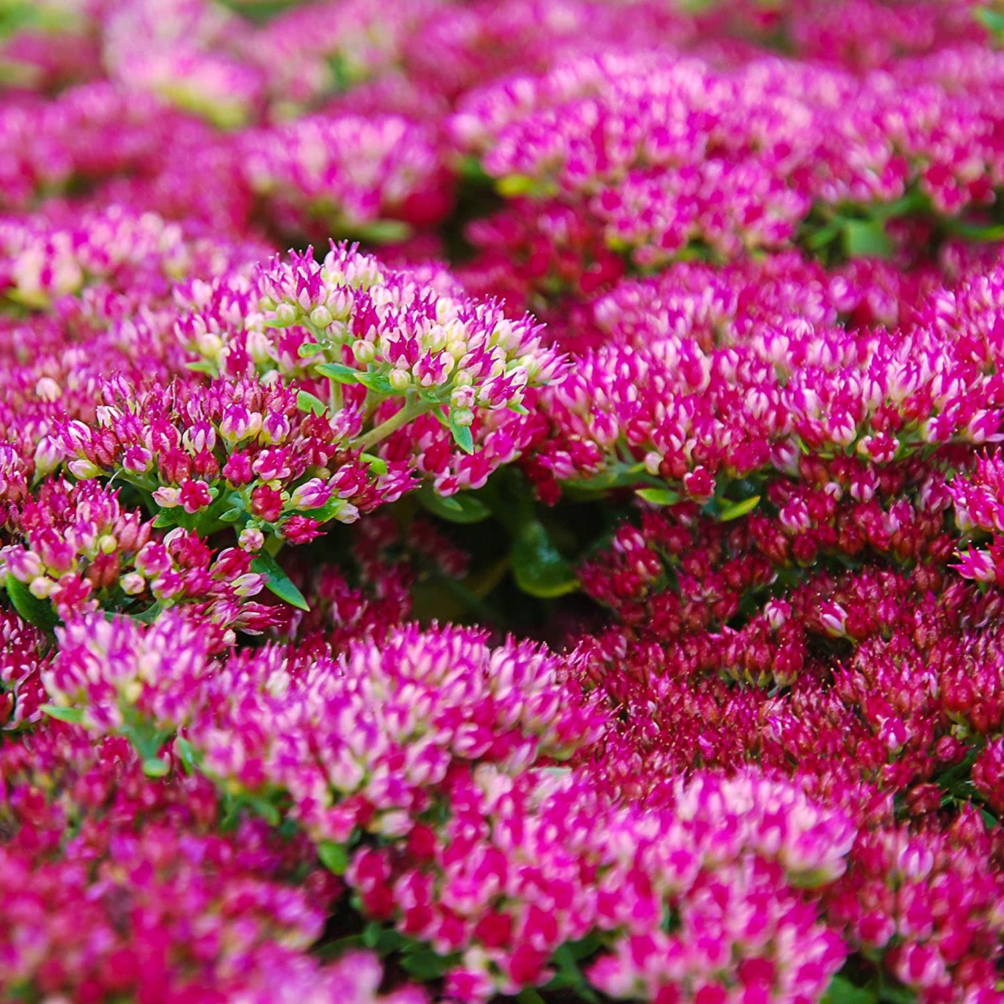 Sedum Emperors Wave Seeds