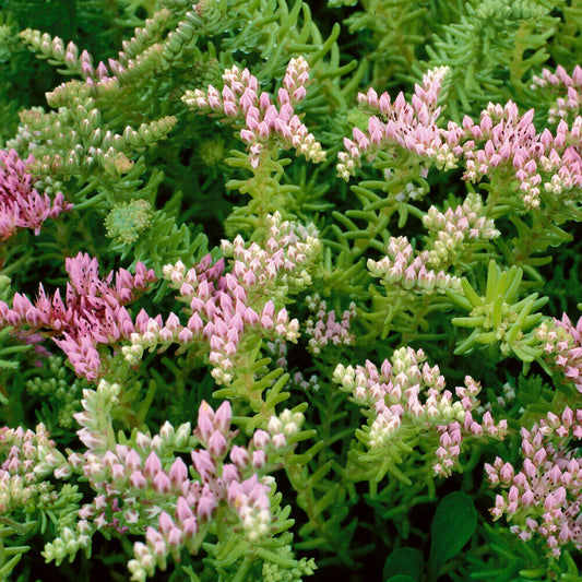Sedum Pink Seastar Seeds, Succulent Ground Cover