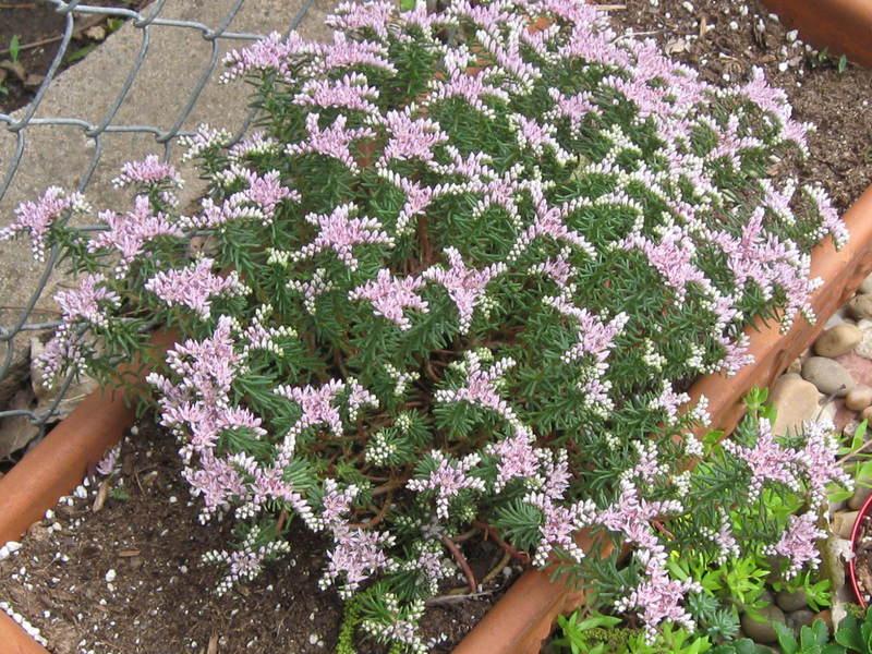 Sedum Pink Seastar Seeds, Succulent Ground Cover