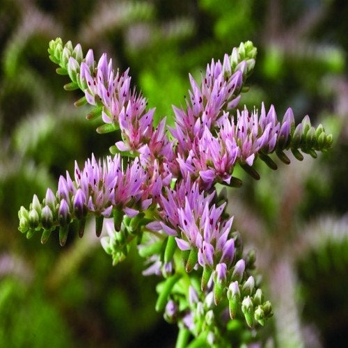 Sedum Pink Seastar Seeds, Succulent Ground Cover