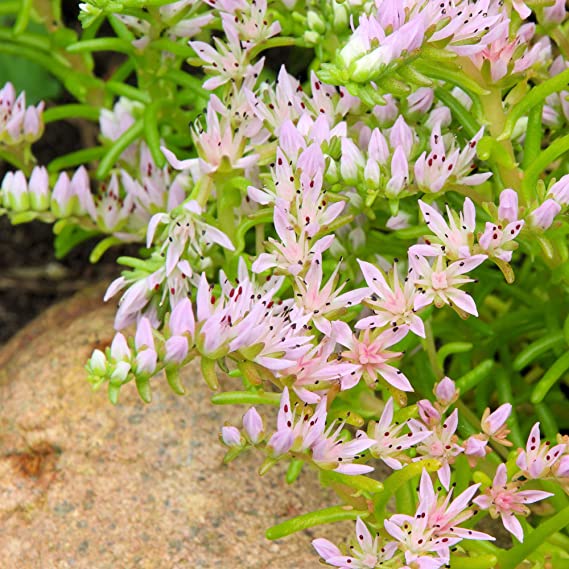 Sedum Pink Seastar Seeds, Succulent Ground Cover