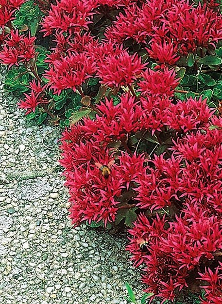 Sedum Summer Glory Ground Cover Seeds