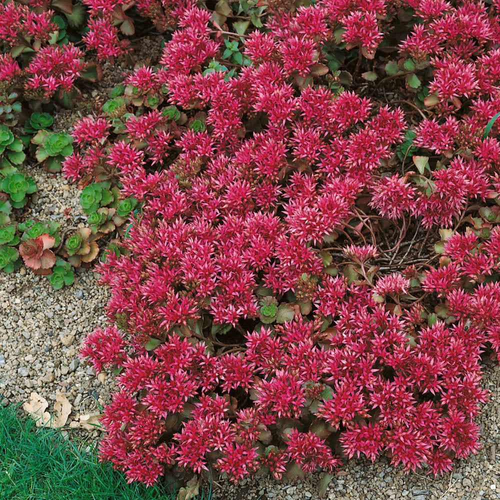 Sedum Summer Glory Ground Cover Seeds