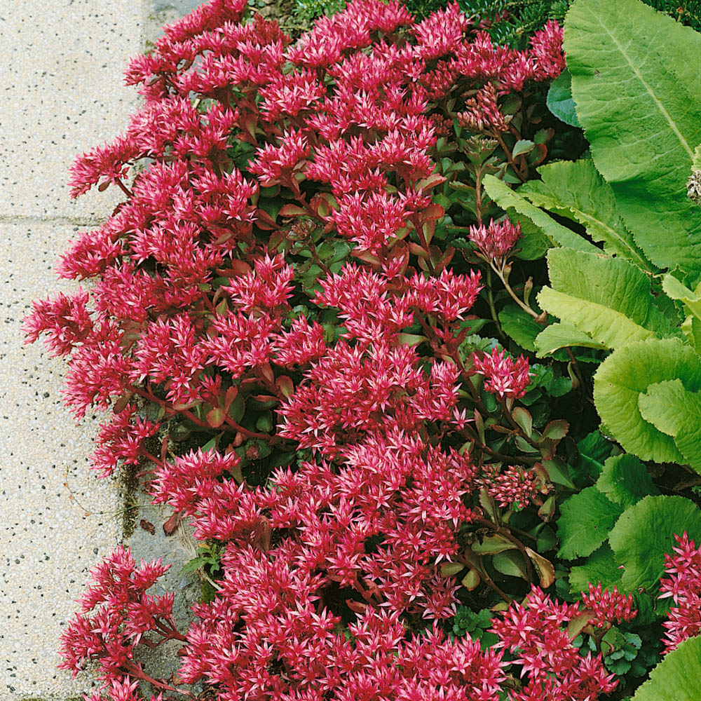Sedum Summer Glory Ground Cover Seeds