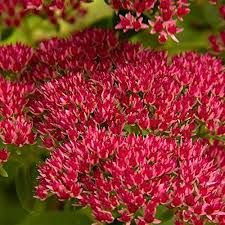 Sedum Summer Glory Ground Cover Seeds