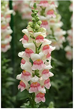 Snapdragon Seeds, Apple Blossom Snapdragon