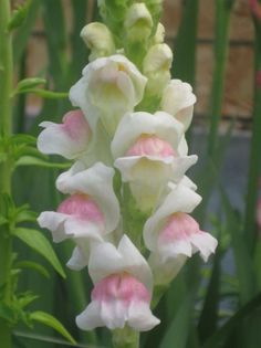 Snapdragon Seeds, Apple Blossom Snapdragon