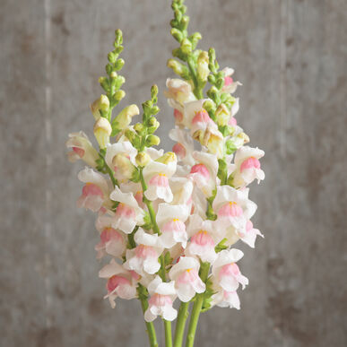 Snapdragon Seeds, Apple Blossom Snapdragon