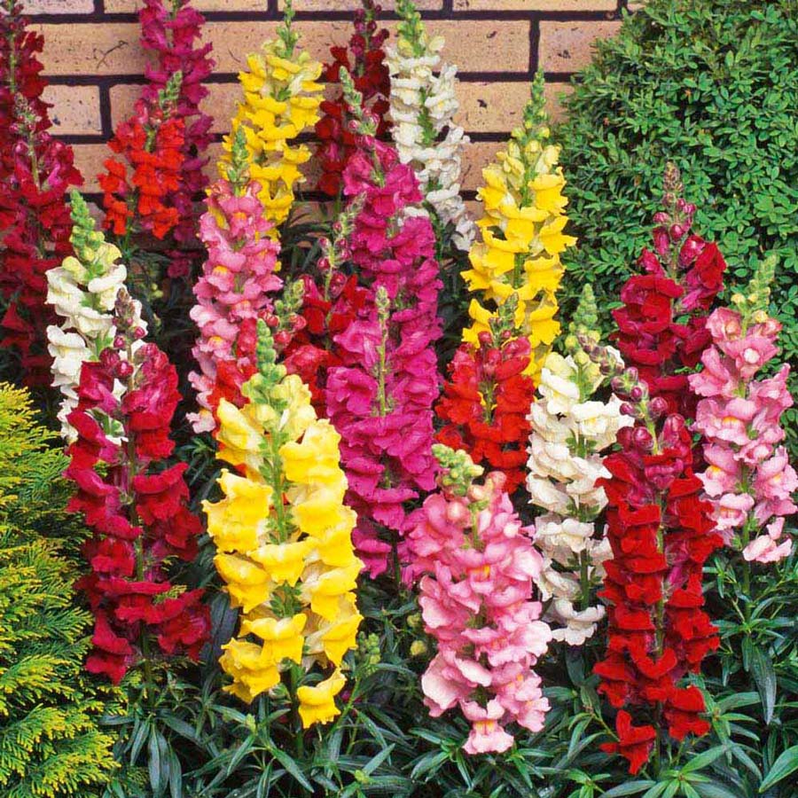 Snapdragon, Rocket Mixed Color Flower Seeds