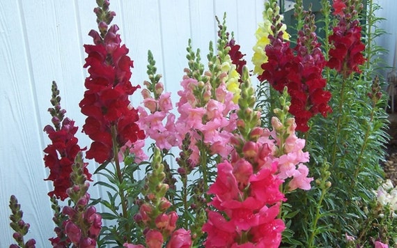 Snapdragon, Rocket Mixed Color Flower Seeds