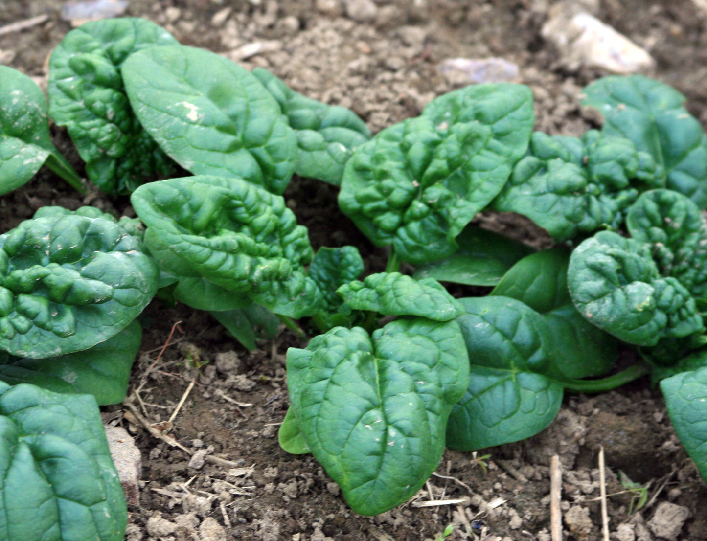Spinach, Organic Bloomsdale Spinach Seeds