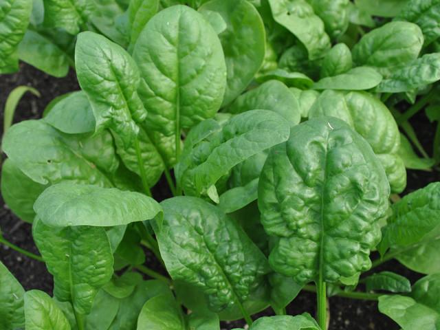 Spinach, Organic Bloomsdale Spinach Seeds