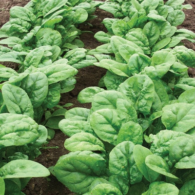 Spinach, Organic Bloomsdale Spinach Seeds