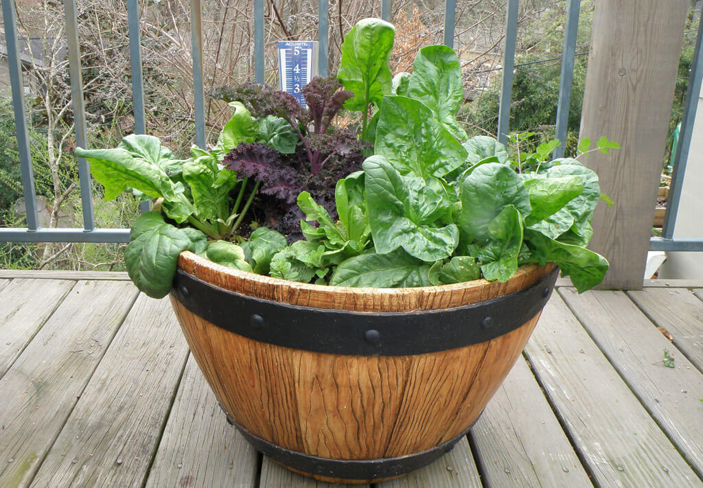 Spinach, Organic Bloomsdale Spinach Seeds