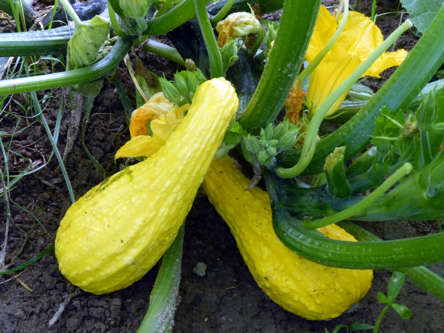 Squash, Organic Crookneck Squash Seeds