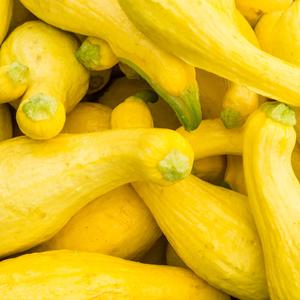 Squash, Organic Crookneck Squash Seeds