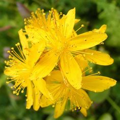 ST John's Wort Seeds
