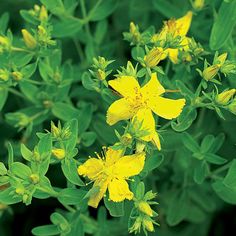ST John's Wort Seeds
