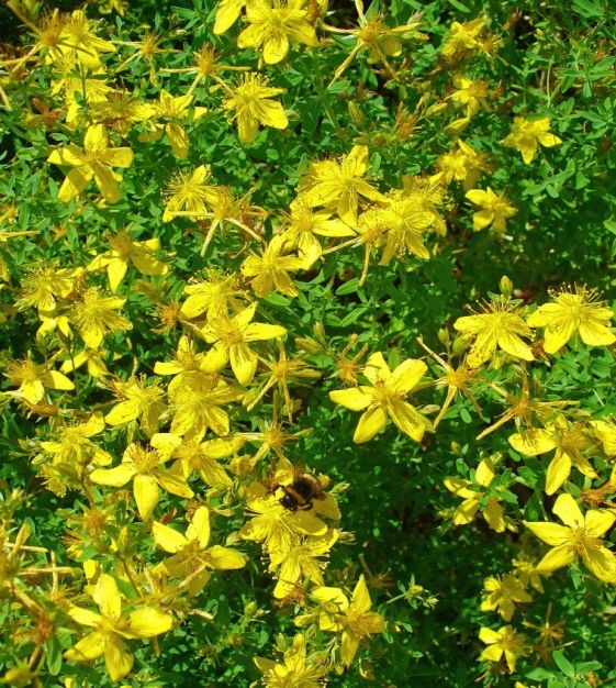 ST John's Wort Seeds