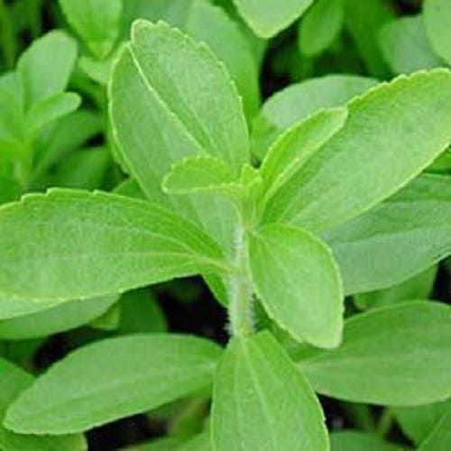 Stevia Sweetleaf Seeds