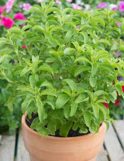 Stevia Sweetleaf Seeds