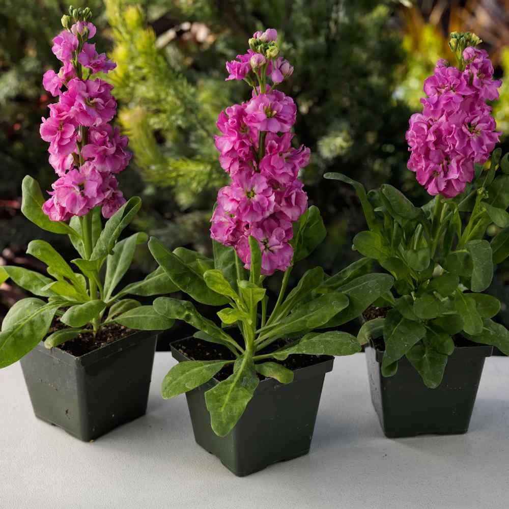 Stock Deep Rose Flower Seeds