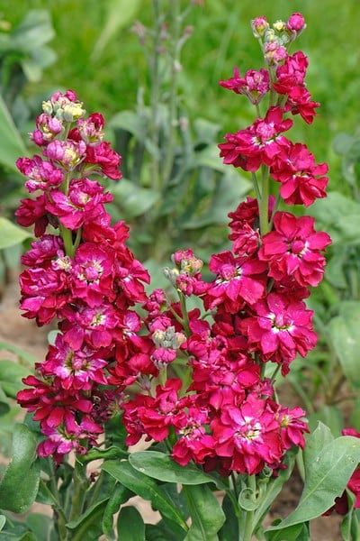 Stock Deep Rose Flower Seeds