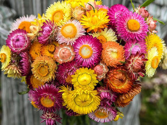 Strawflower Tall Double Mixed Seeds