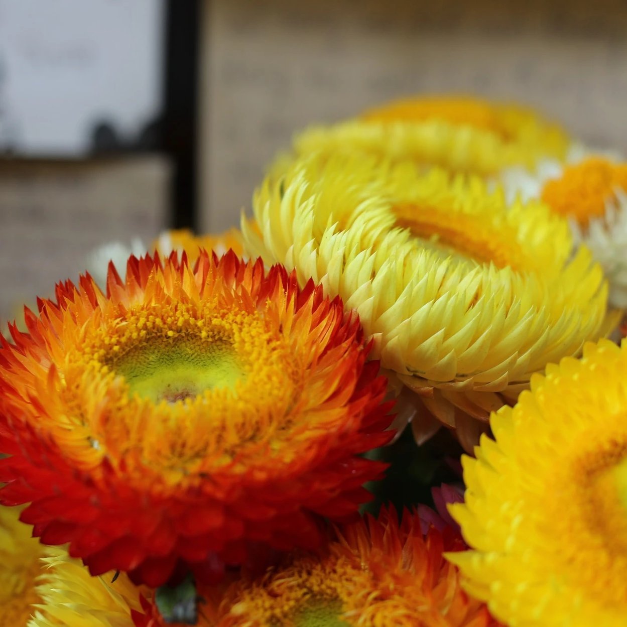 Strawflower Tall Double Mixed Seeds
