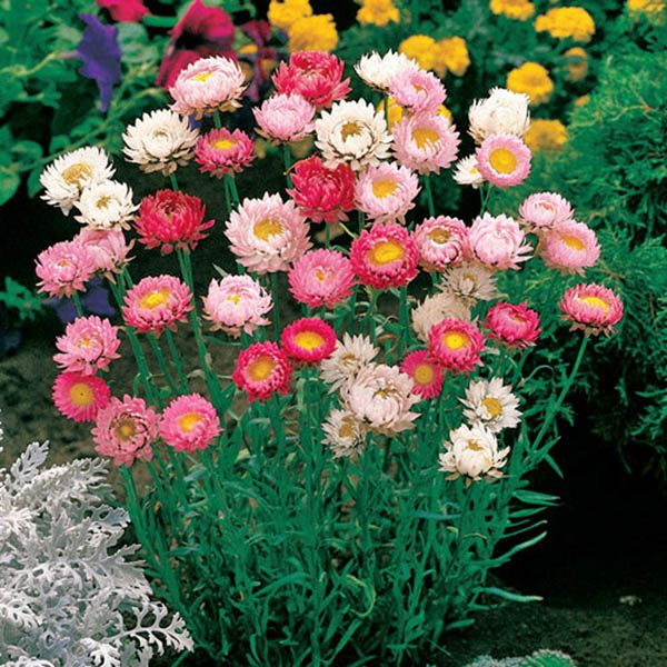 Strawflower Tall Double Mixed Seeds