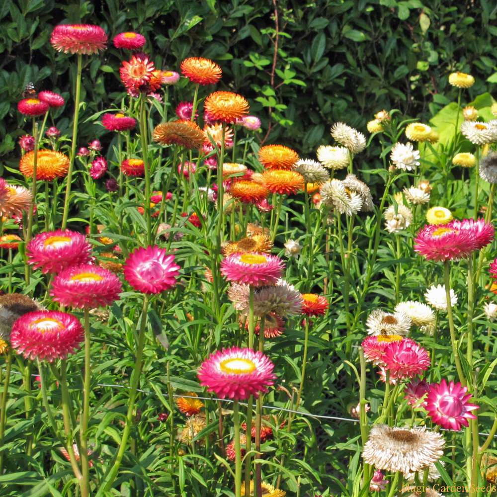Strawflower Tall Double Mixed Seeds