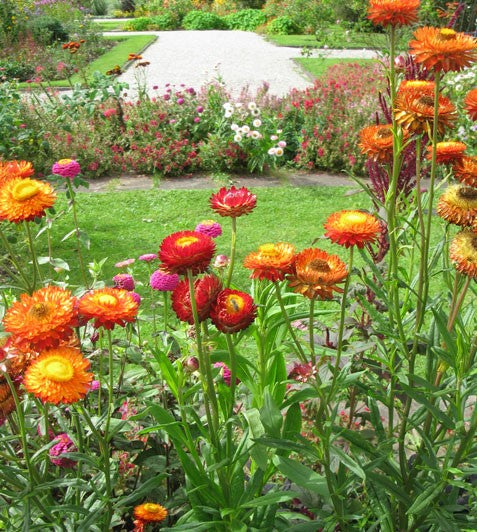 Strawflower Helichrysum Yellow