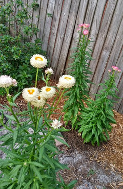 Strawflower Tall Double Mixed Seeds