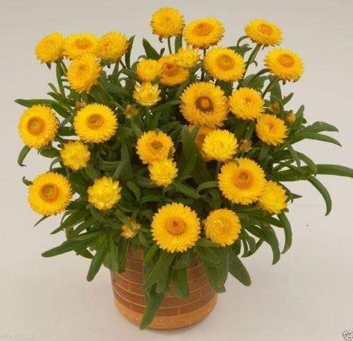 Strawflower Helichrysum Yellow