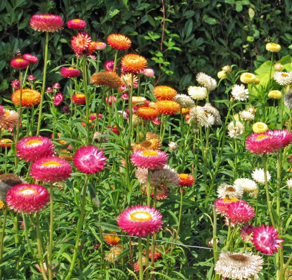 Strawflower Helichrysum White