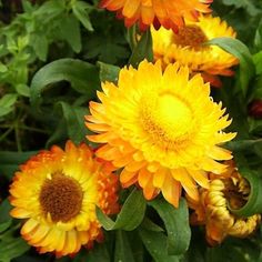 Strawflower Helichrysum Yellow