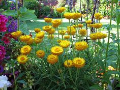 Strawflower Helichrysum Yellow