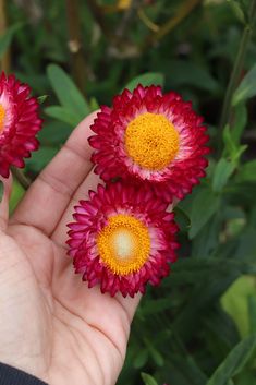Strawflower Helichrysum Purple-Red