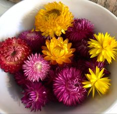 Strawflower Helichrysum Purple-Red