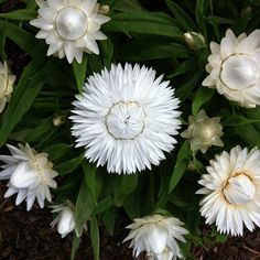 Strawflower Helichrysum White