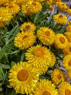 Strawflower Helichrysum Yellow